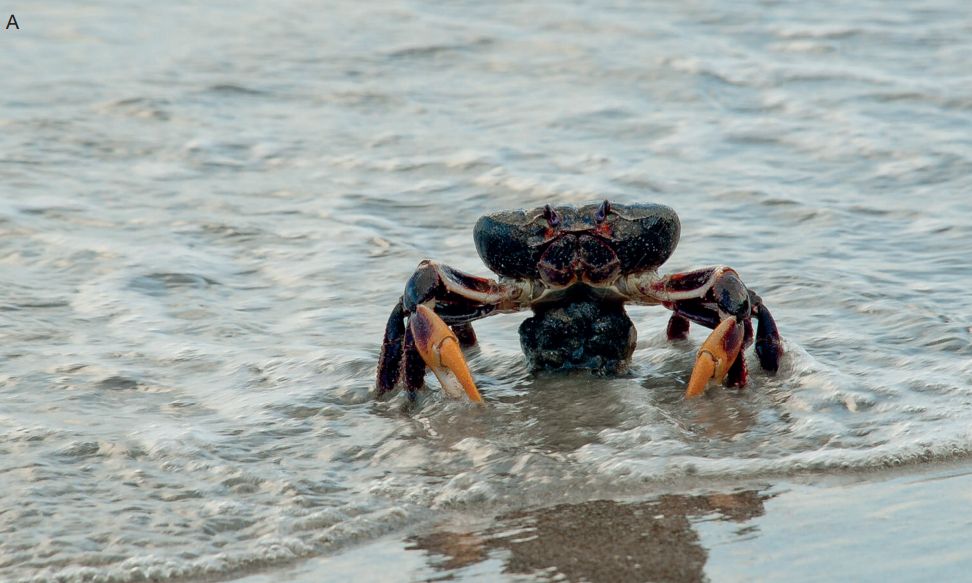 "Dark" morph of what is still Gecarcinus ruricola (Linnaeus, 1758), the ‘black land crab’, western Caribbean, San Andrés Archipelago, Providence Island. After a long annual breeding migration from the damp and shaded forest areas, this ovigerous female, with a large pleon and pleopods bearing ripe eggs, lays its eggs in the sea.
Credit: Gabriela Dominguez (MFA/ Filmmaker, bluelizardstudio.co).