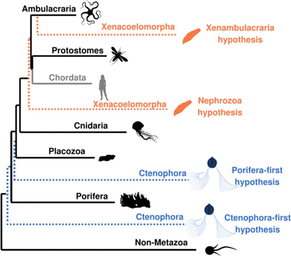 Topology-dependent asymmetry in systematic errors affects phylogenetic placement of Ctenophora and Xenacoelomorpha