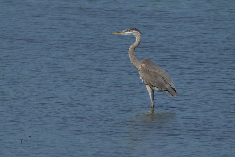 Great blue heron standing in profile, facing left, in the near middle distance, framed at the right third of the photo. Standing in water up to its knees, with mostly calm but not flat water filling the rest of the frame. 