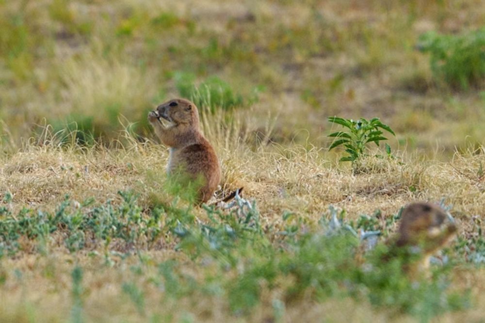Prairie dog in center left of frame, facing left in profile, front paws at its mouth, eating something. Out of focus prairie dog in foreground right corner, facing right; also eating. 