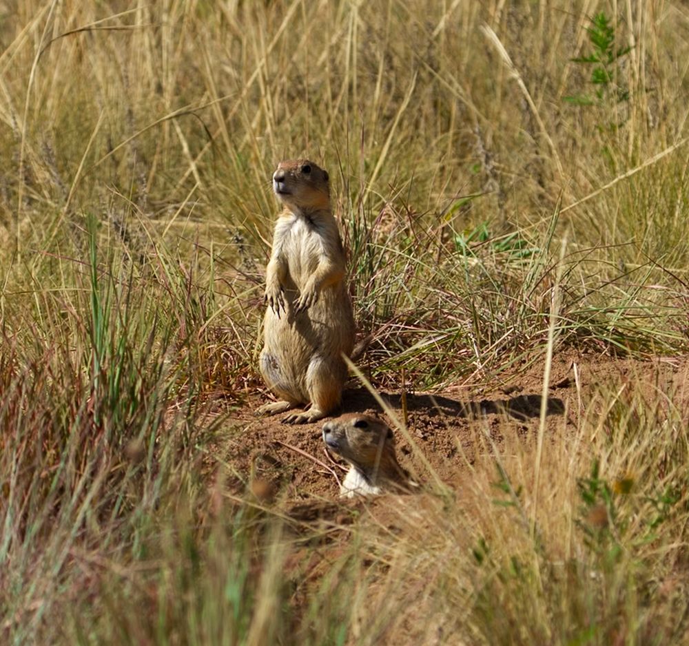 Prairie dog standing outside its burrow, facing 3/4 left. Another prairie dog slightly in front, head sticking out of its burrow, 3/4 left profile
