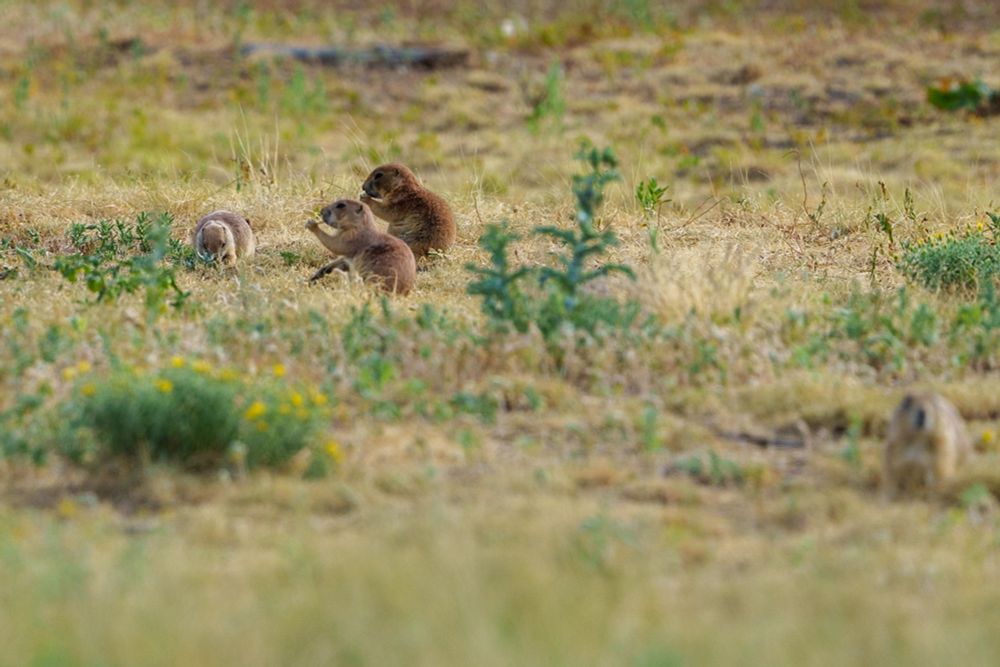 Three prairie dogs grouped in the middle distance to the left of the frame, eating and foraging. Fourth prairie dog out of focus in foreground, head sticking out of burrow, facing the camera. 