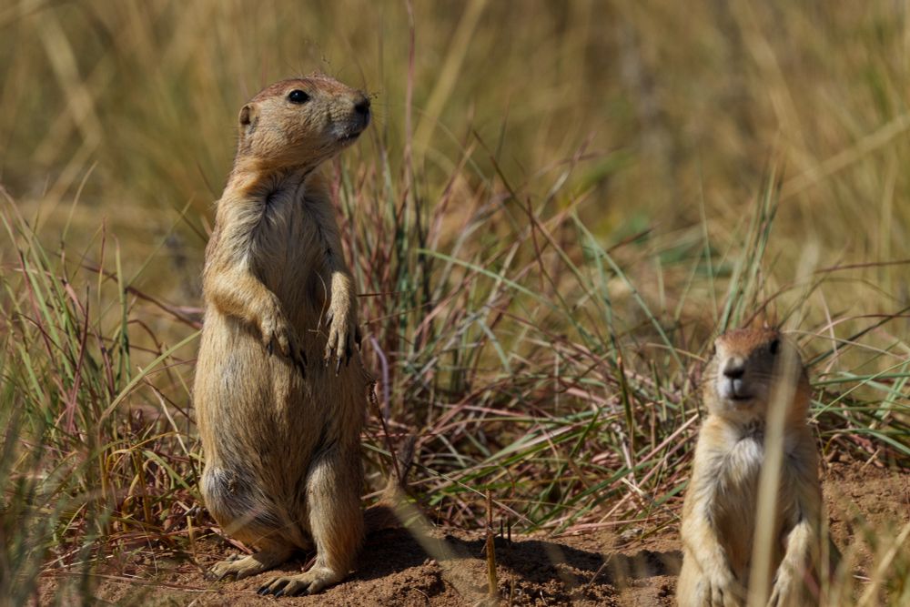 Prairie dog standing outside its burrow, facing camera, head turned to the left, right eye looking at camera. Another prairie dog in foreground right, facing camera, piece of grass blocking part of its left face. 
