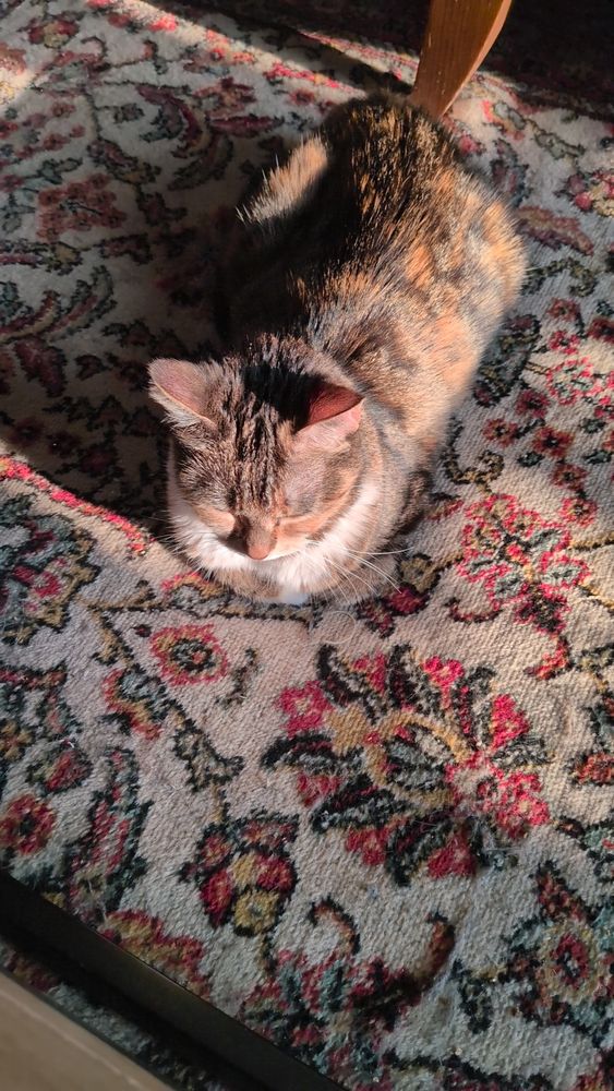 Paquita un chat tricolore et rayé, en petit pain sur un joli tapis dans un rayon de soleil. Elle est très mignonne 
