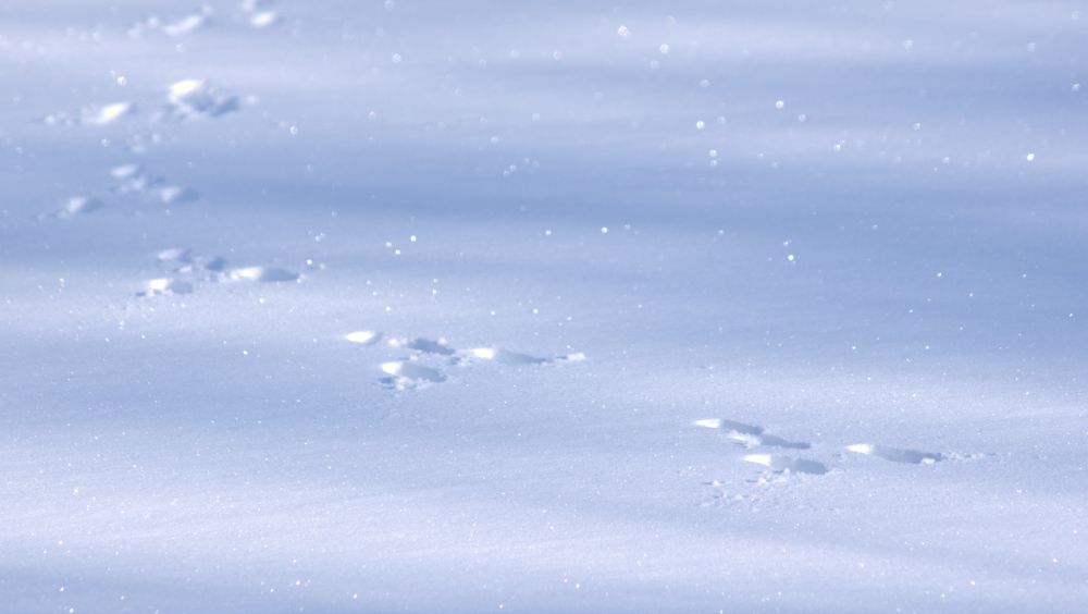 Smooth, crisp, crystalized snow sparkling in the sunlight.  Stretching from bottom right and curving to top left is a set of rabbit tracks.