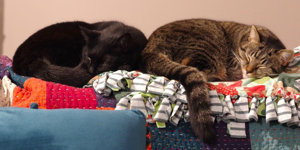 Two cats curled up side by side on top of a couch.  On the left is a black one, and on the right is a tabby.