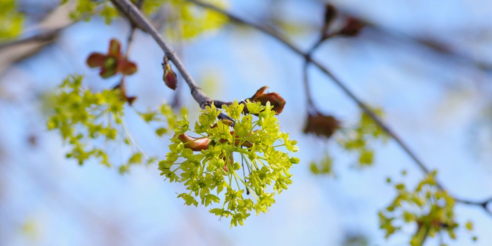 Photograph of maple tree flowers.  In center frame there's spray of green, spindly flowers coming out in a bunch from a brownish bud.  In the background, blurred, other bunches of small green flowers are visible.