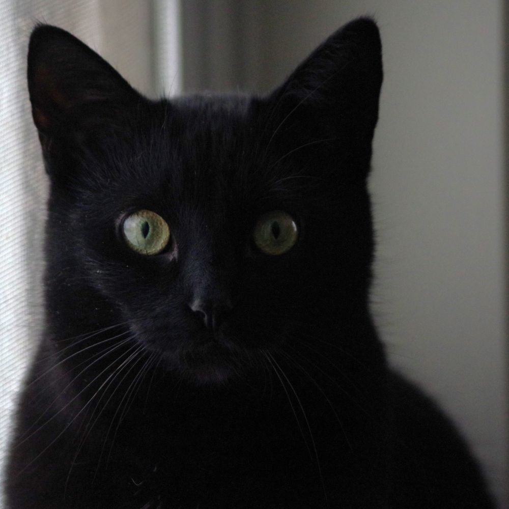 A black cat with yellow green eyes looking directly at the camera, set against a light background.