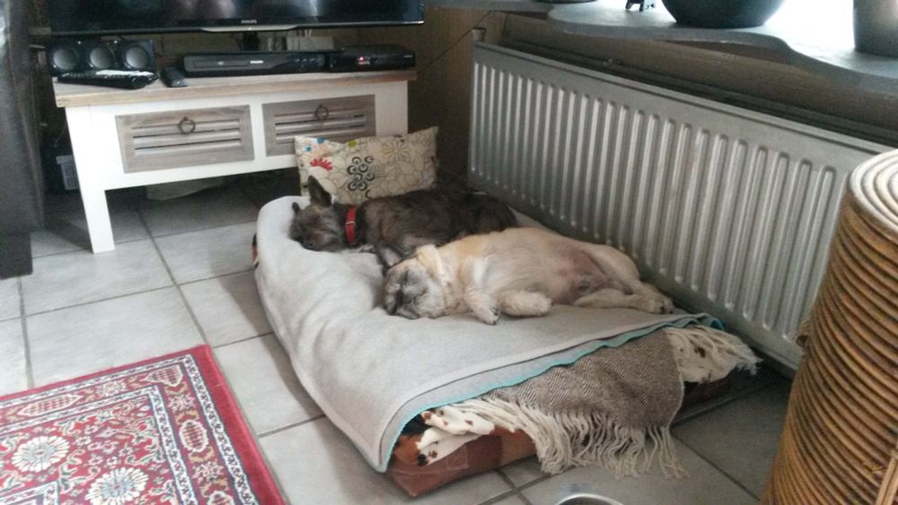 Op de foto twee hondjes die op een groot kussen liggen te slapen. Het grote kussen is tegen de verwarming aan geschoven. Op de tegelvloer is nog net een stukje van een mooi tapijt te zien. Rechts op de voorgrond zie je nog een deel van een lamp. Op de achtergrond een wit, laag kastje. De hondjes zijn een lichtgekleurde Franse buldog en een vuilnisbakkenrasje. 