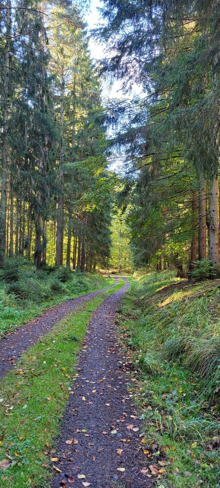 Ein herbstlicher Waldweg im Spessart.