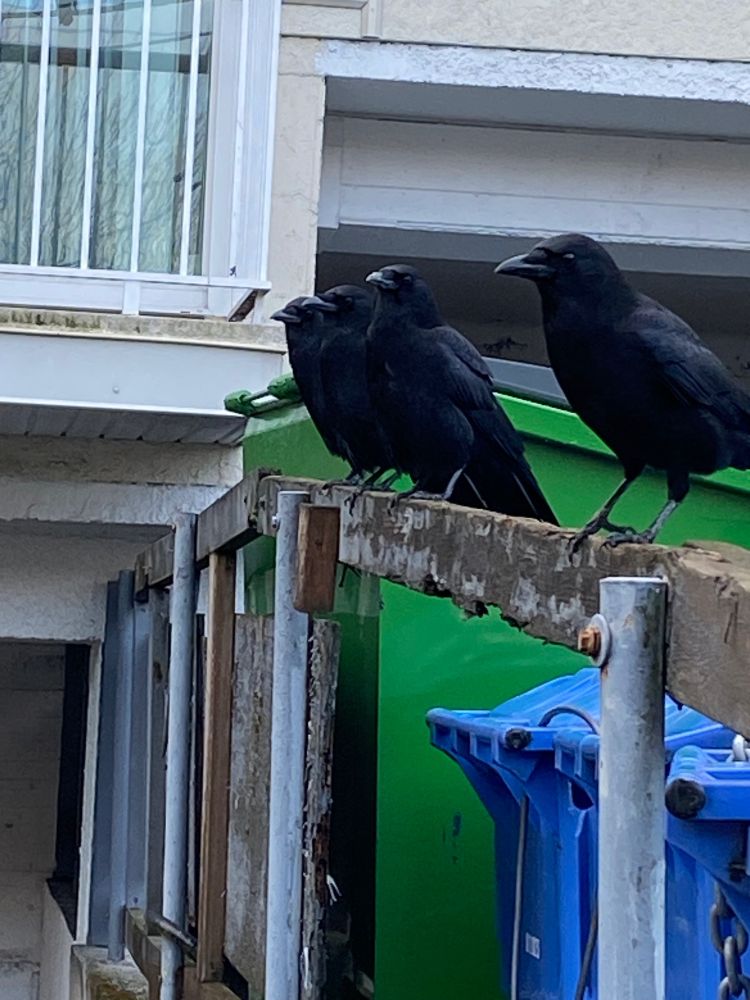 Photo of four crows lined up on a fence 