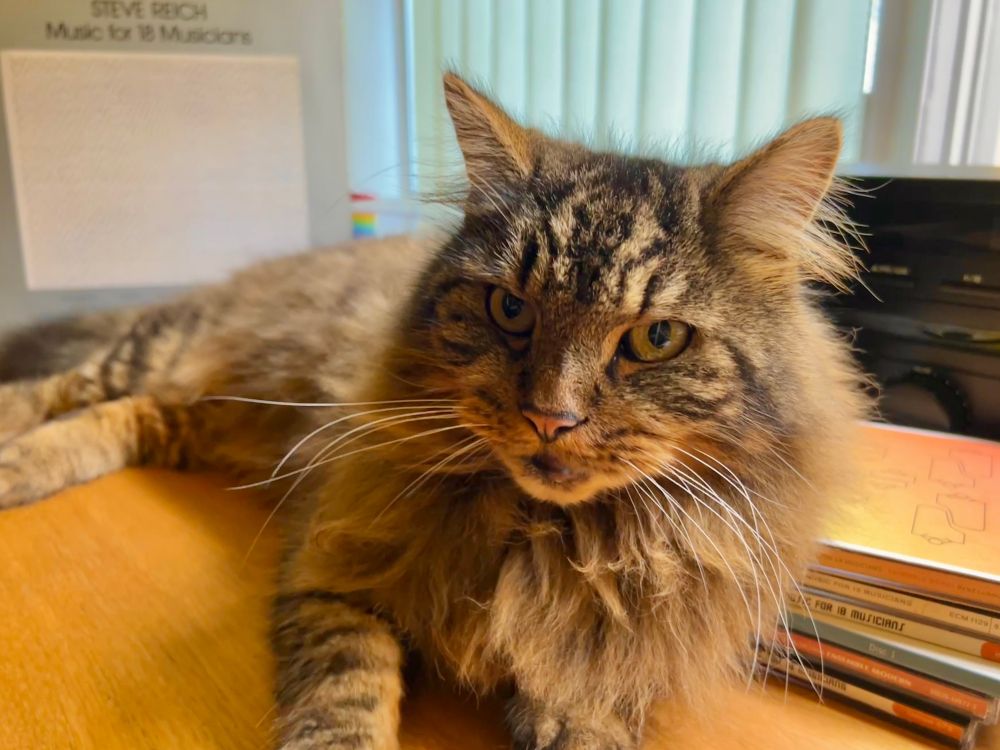 The Bug, a cat, sits on the desk between the LP sleeve of Steve Reich's Music For 18 Musicians and various CDs of the same piece. 