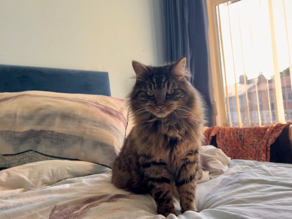 The Bug, a cat, is sitting on a bed. His head is filled with all kinds of thoughts which he keeps very much to himself. 