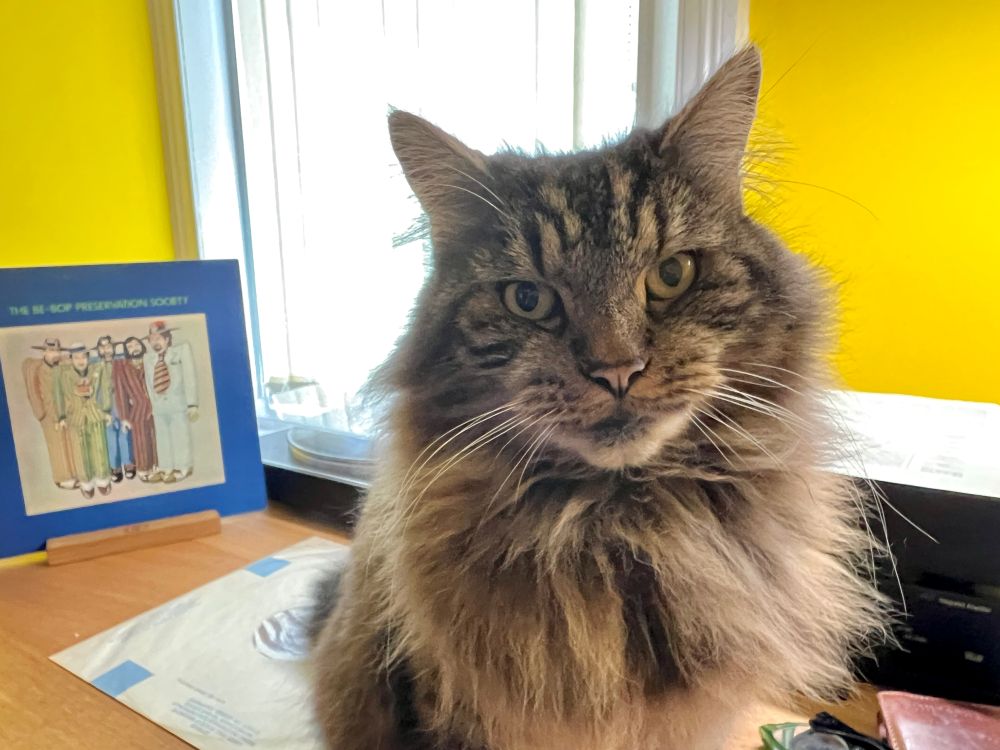 The Bug, a cat, stares into the very soul of the photographer and is profoundly disappointed by what he finds there. 