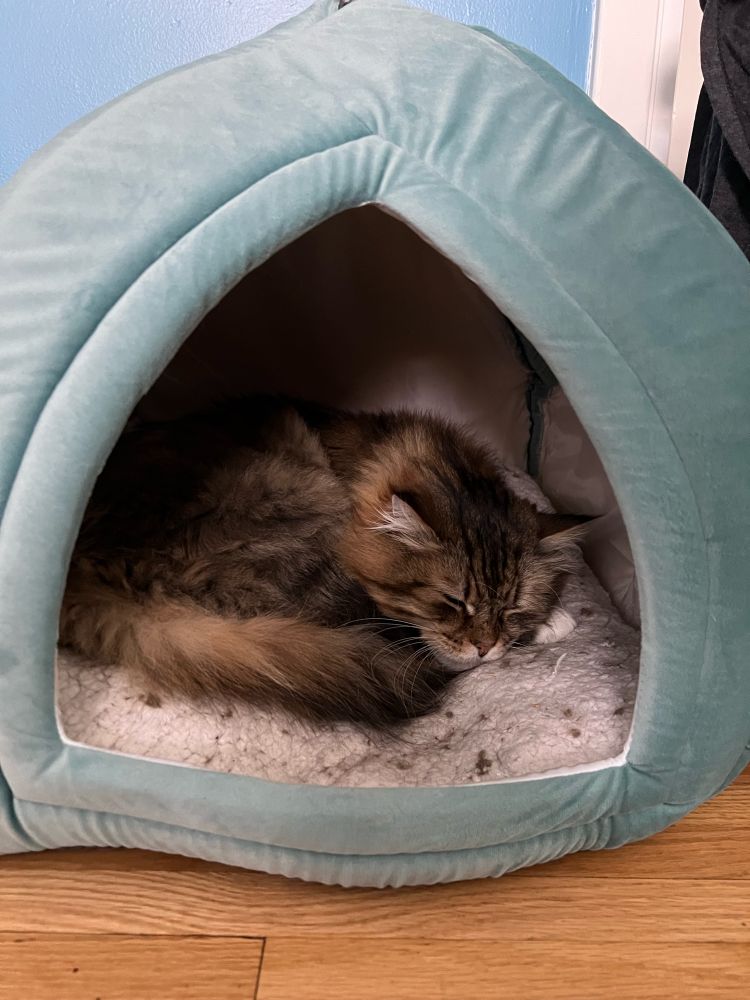 A brown tabby cat curled up sleeping inside a blue fabric cat tent bed