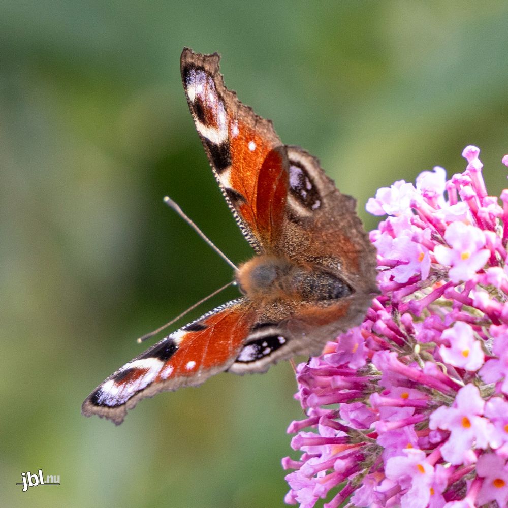 Sommerfugle i Sommerfuglebusk