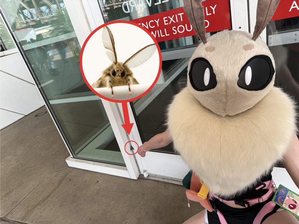 Moth fursuiter pointing at real-life moth on exterior of building. A moth stock image is edited into the corner of the photo with a red arrow pointing to the real-life moth.