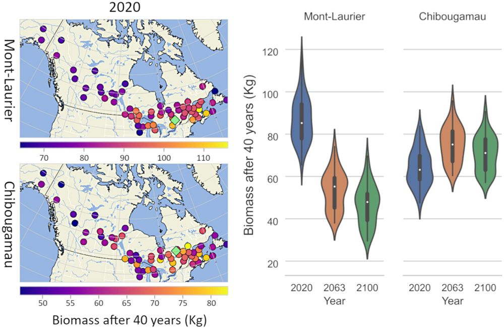 Future carbon sequestration potential in a widespread transcontinental boreal tree species: Standing genetic variation matters!