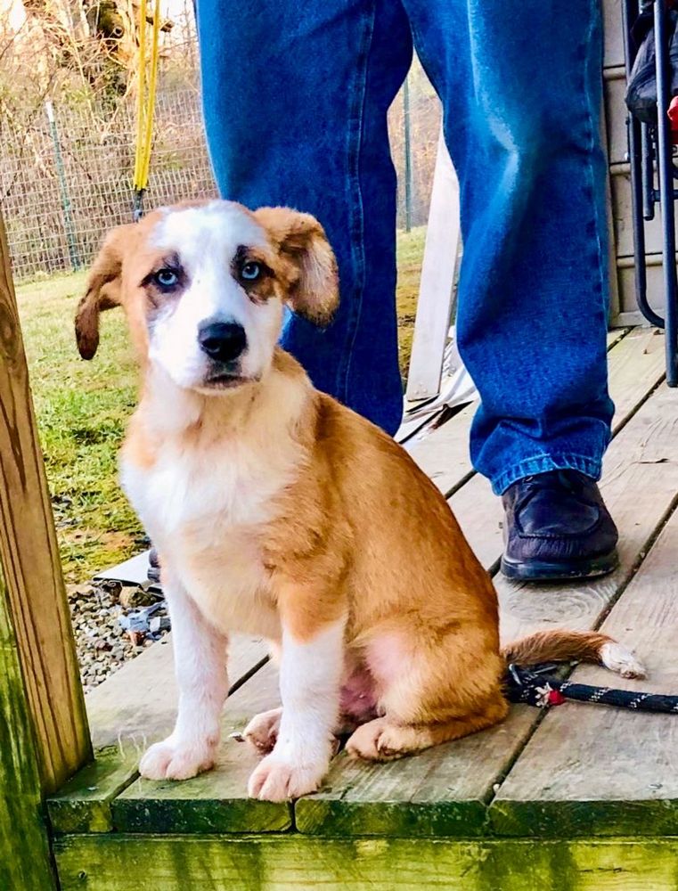 Rory, then known as Joey, a roughly 3 1/2 month old red and white colored puppy with light blue eyes sits on a wooden deck looking towards the camera. The legs of a man wearing jeans are behind him. Rory is looking at the camera with a semi curious expression.