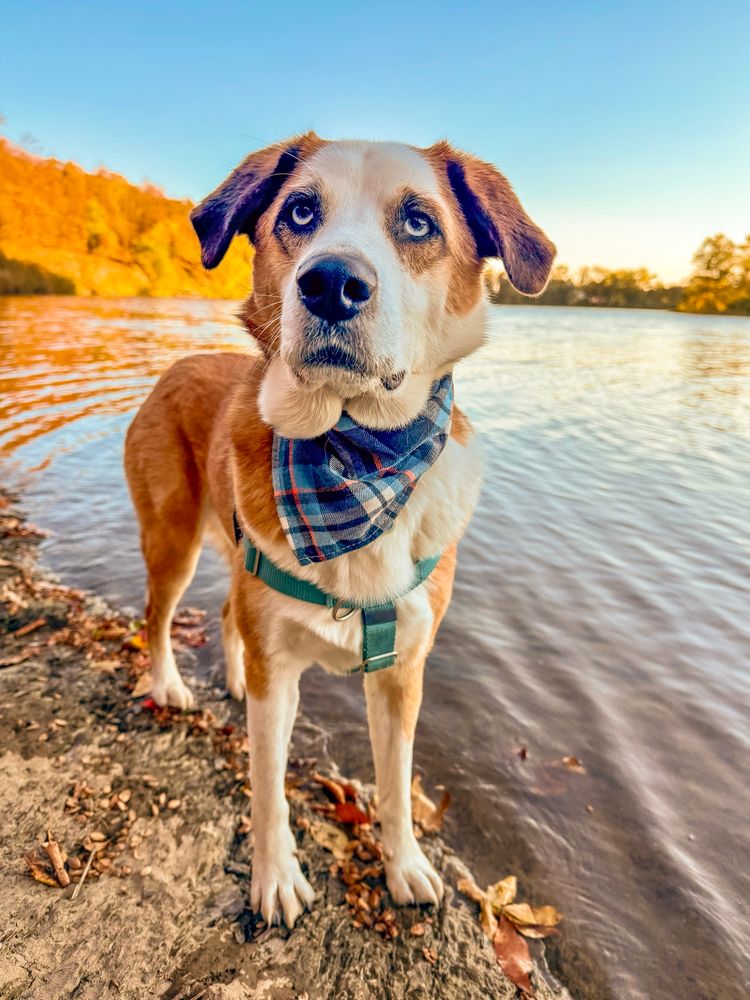 Rory, medium size, red and white dog with light blue eyes stands on the edge of a river, looking towards the camera with a calm expression on his face.