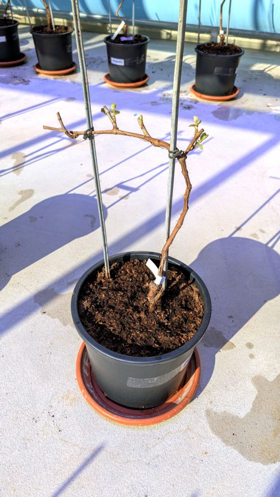 potted vine plant in a greenhouse