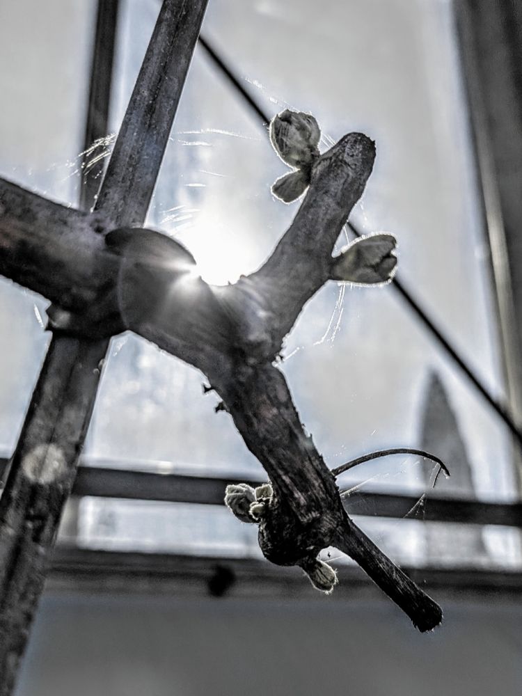 Phenological stage of the vine when the leaves begin to emerge from buds
Black and white photo