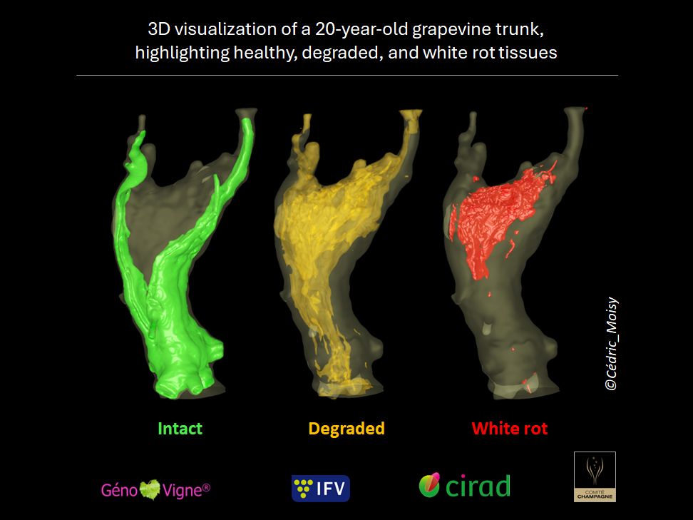 3D visualization of a 20-year-old grapevine trunk, highlighting healthy, degraded, and white rot tissues in distinct colors
https://www.nature.com/articles/s41598-024-55186-3