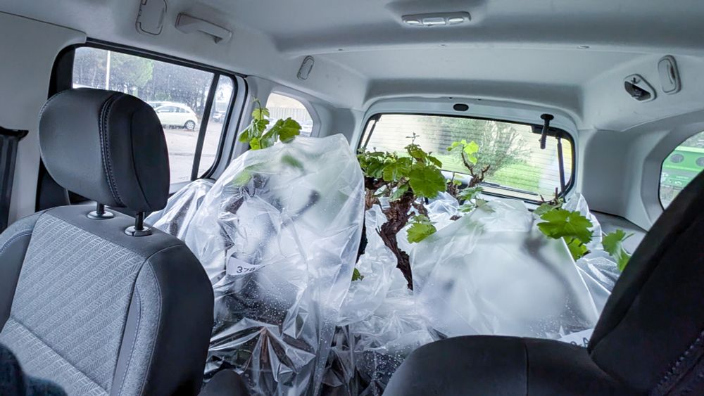 Vine plants packed in a car for travel to the imaging laboratory in Lyon, France.