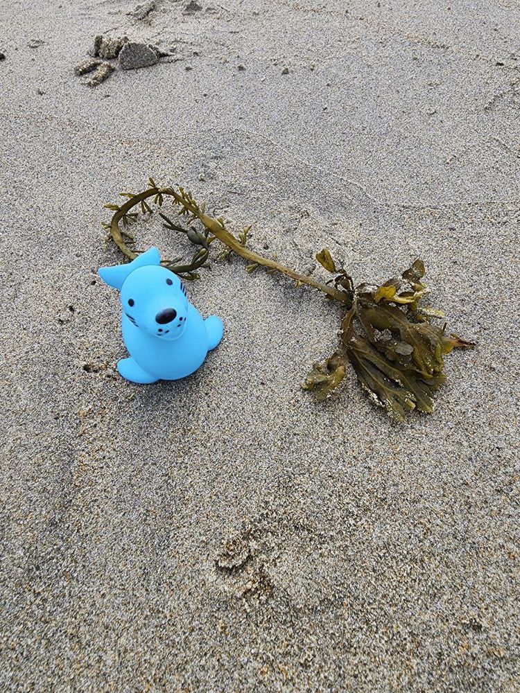 Photo of a blue rubber seal in the sand next to a piece of seaweed/kelp.