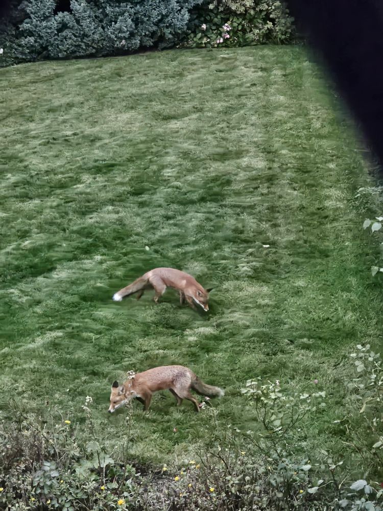 Two young foxes searching and digging in a recently mown lawn at dusk