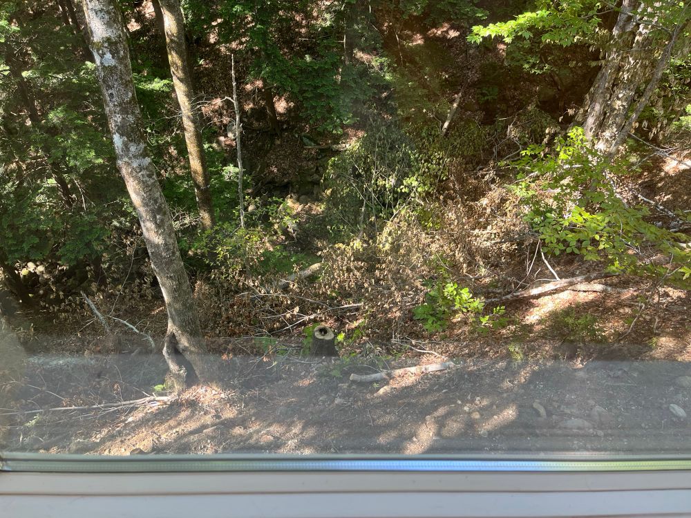 View of the forest below a house