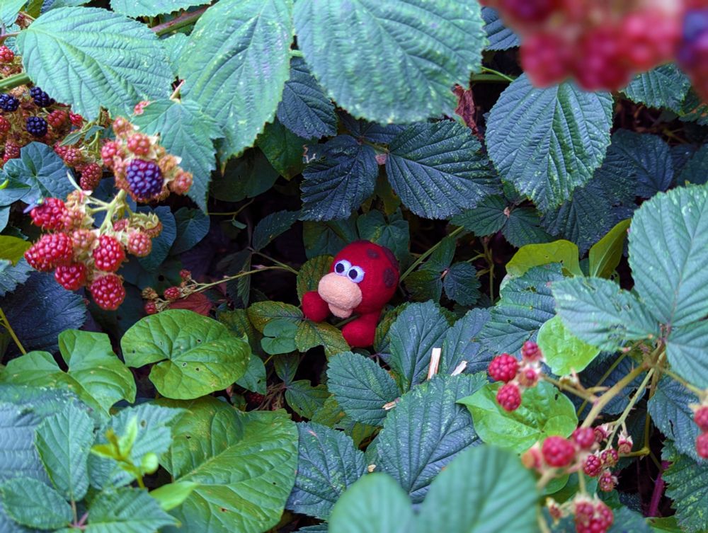 little red plushie with a tan nose sitting in a black berry bush