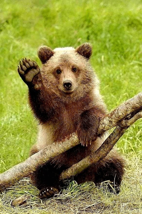 Bear waving 