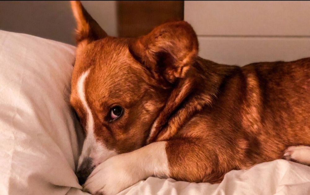 Dog in bed not wanting to leave