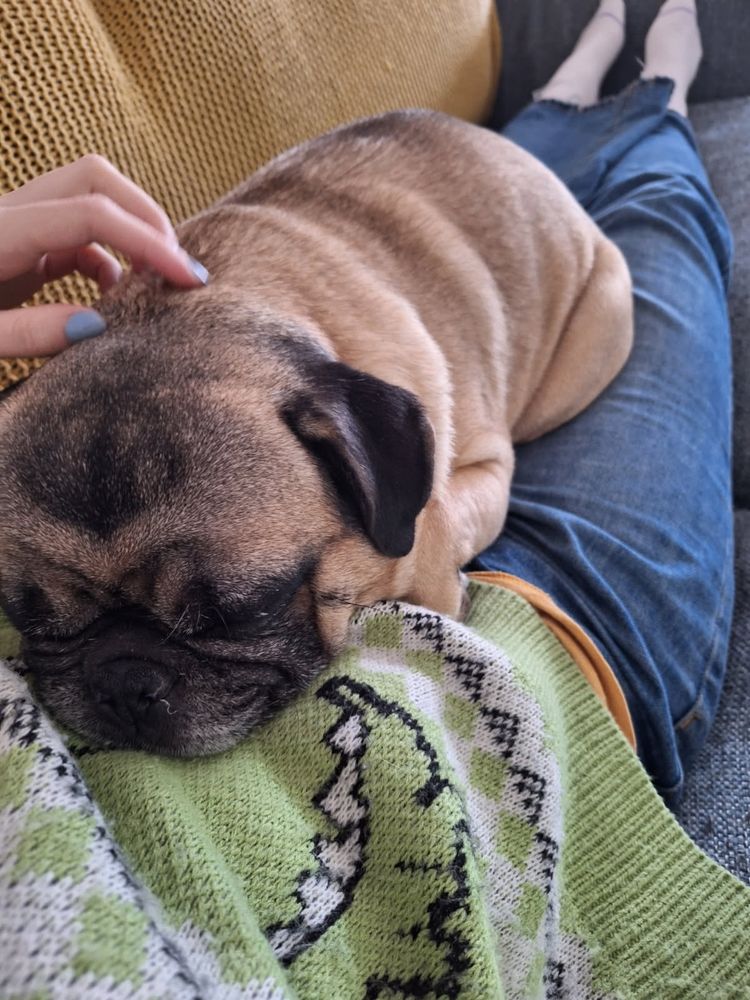 Tex sleeping peacefully 