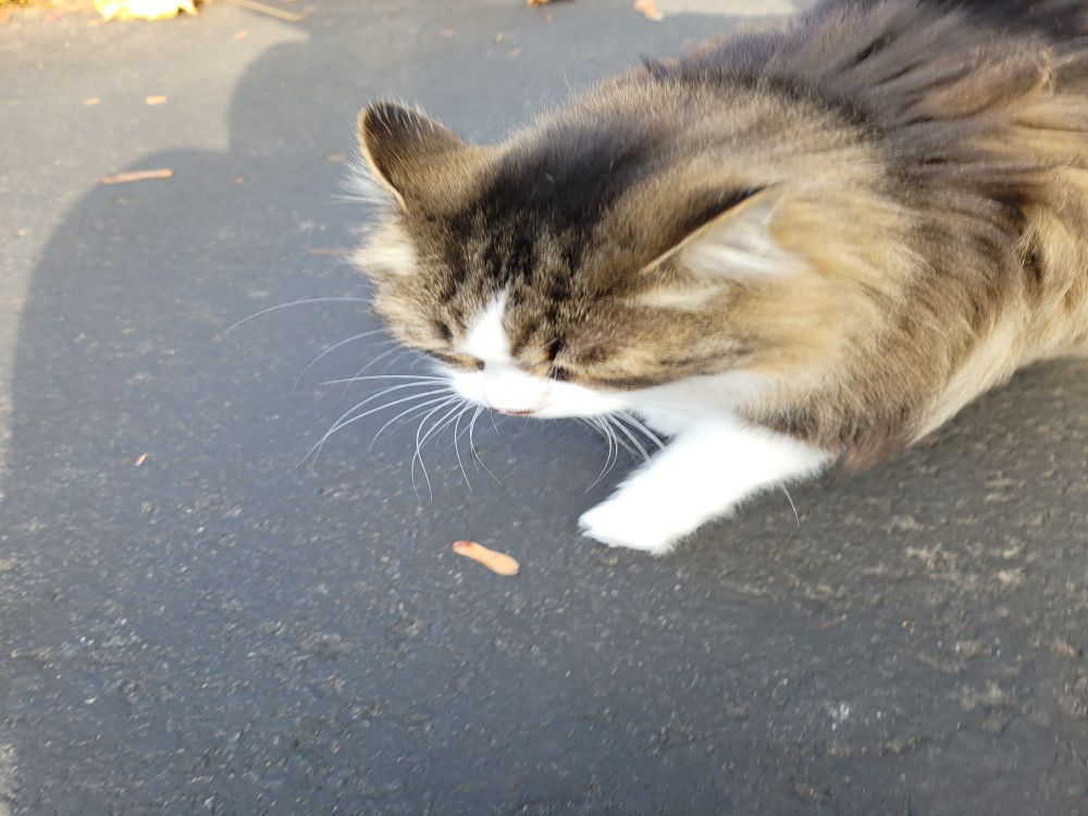 The kitty approaches 