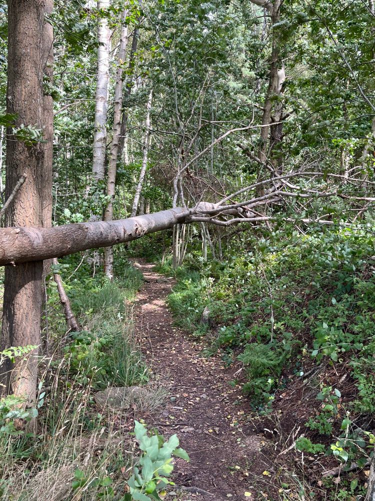 Skogsstig en solig dag. En hinderbana mitt i vägen i form av vält träd som fastnat i ett annat träd & å andra sidan spretar kvistar som tentakler som hamnat på en kulle. 