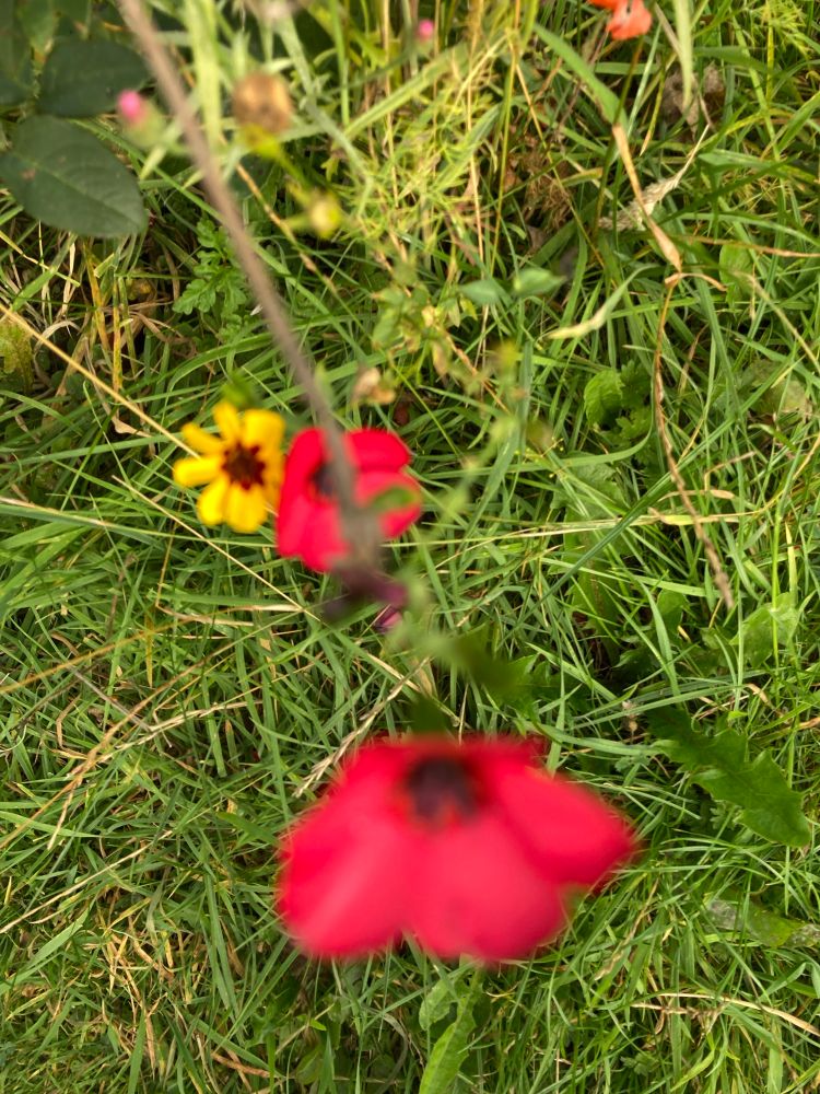Showing off the rich red poppies growing up surrounded by grasses and other wild flowers x