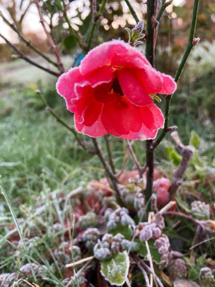 Frozen up yet just as beautiful this rose is poppy like in colour and shape one of the few bright colours in the wildlife garden now 🌟