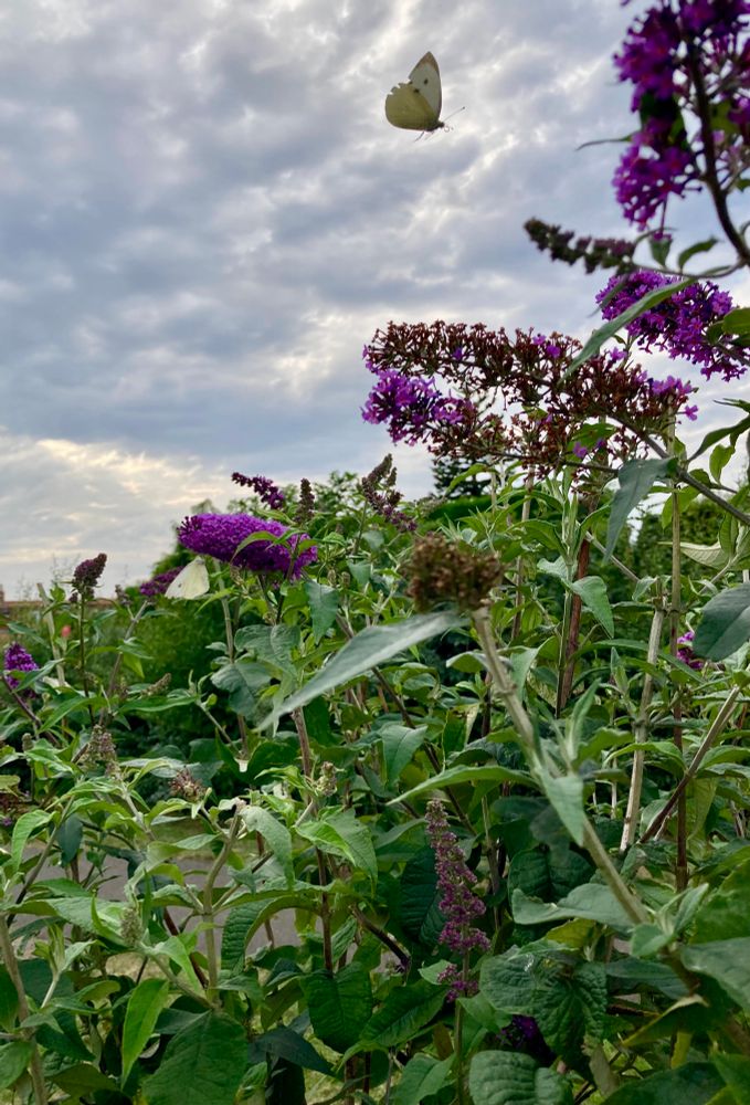 Shows off one of the big buddleia with a butterfly centre top coming into land - a social butterfly?? 🦋 