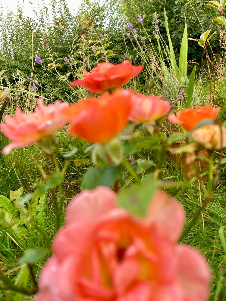 An out of focus shot from the rose level and beyond capturing one of the buddleia shrubs at the top of the garden and a gladioli making its way too 🧤