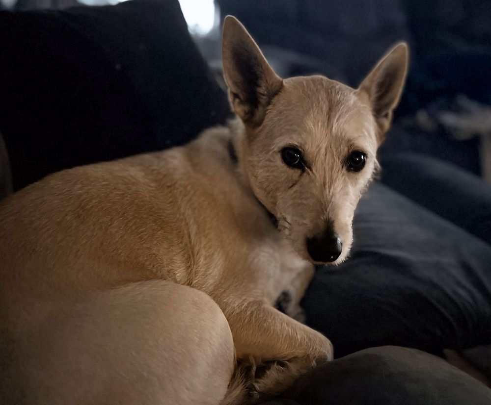 Murray is a super cute cream colored scruffy terrier mutt who is curled up on a black couch looking into the camera being all cute and stuff 