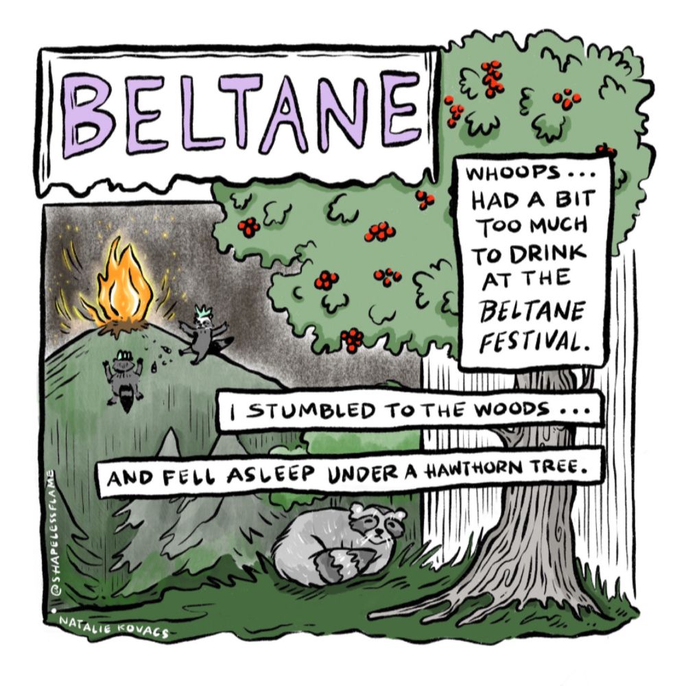 A comic illustration of raccoons celebrating Beltane outside around a giant fire. “Whoops. Had a bit too much to drink at the Beltane Festival. I stumbled to the woods … and fell asleep under a hawthorn tree.”