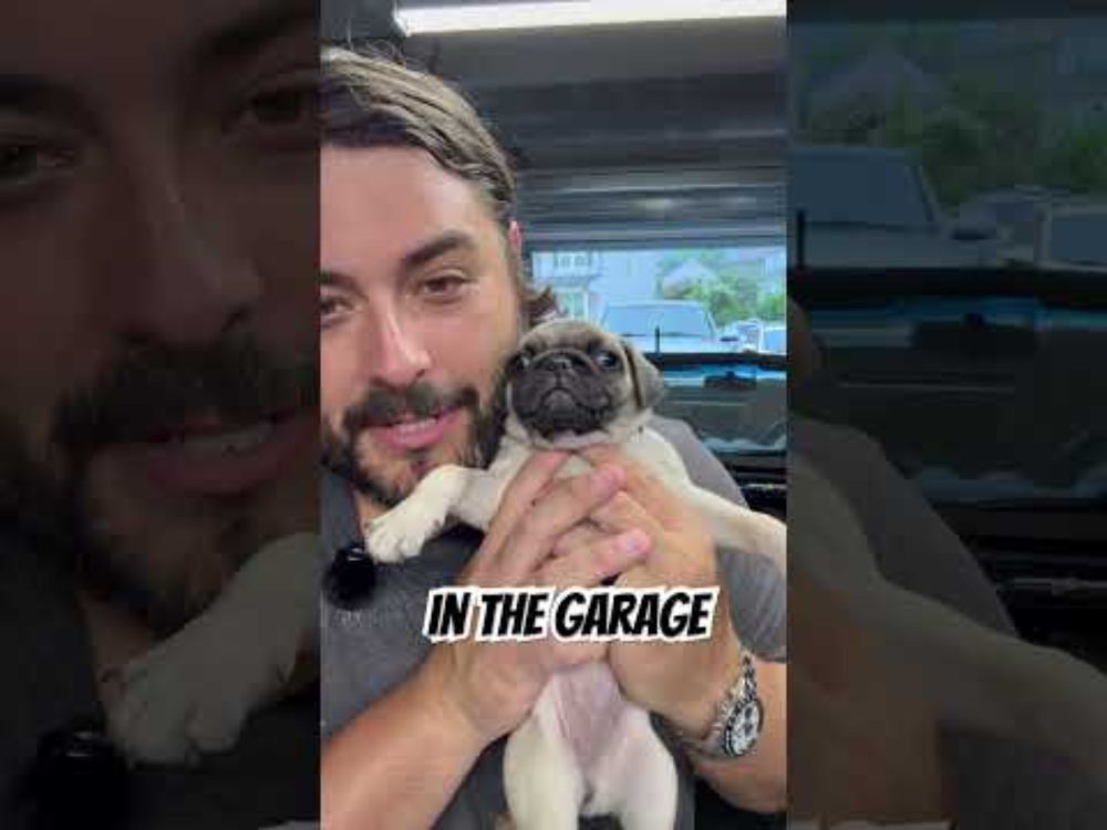 Hired some new help in the garage to work on the project cars. #miata #pug #projectcar