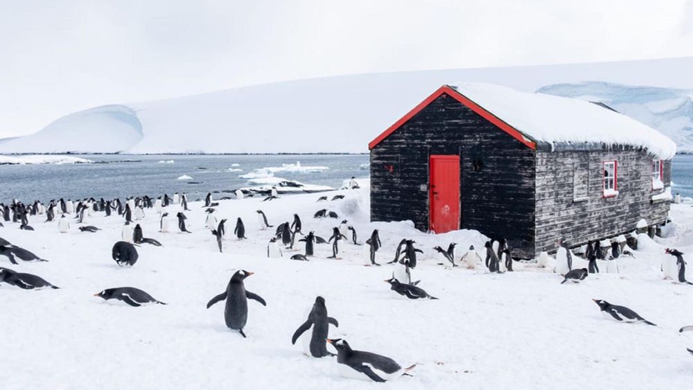 Pinguine zählen in der Antartkis: Bewerbungen ab Frühjahr wieder möglich