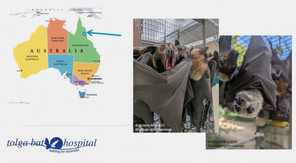 Location of Tolga Bat Hospital highlighted on a map of Australia. Two photographs of fruit bats taken by Charley Bird.