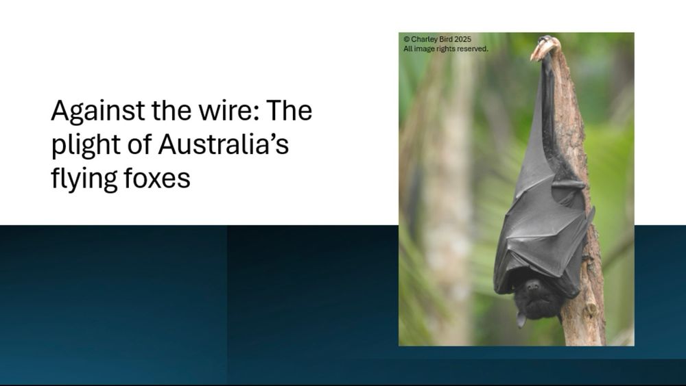 Title “Against the wire: The plight of Australia’s flying foxes” with a photograph of a fruit bat by Charley Bird. 