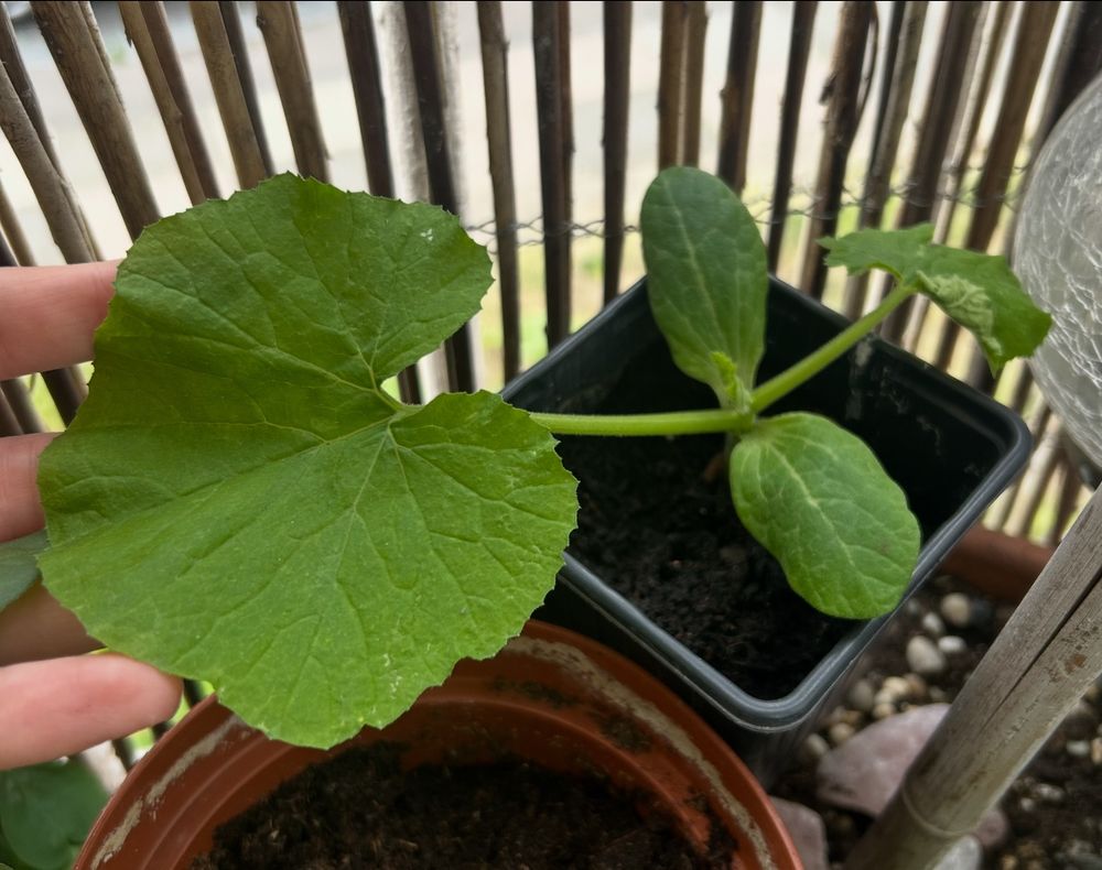 Courgette plant 