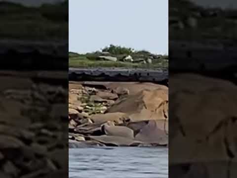 A polar bear on the shore