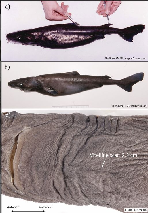 Picture of neonate Greenland sharks, with one showing the vitelline scar.
